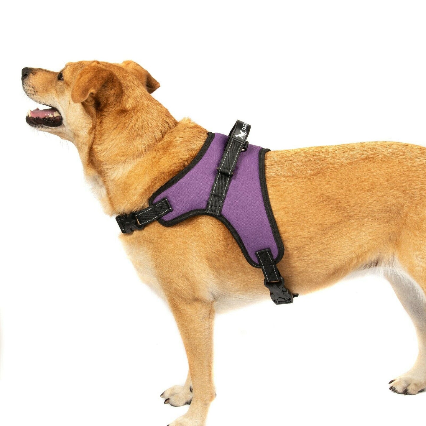 Pet Leashes - Dog Harness - No Pull Adjustable Reflective Vest - XS S M L XXl -