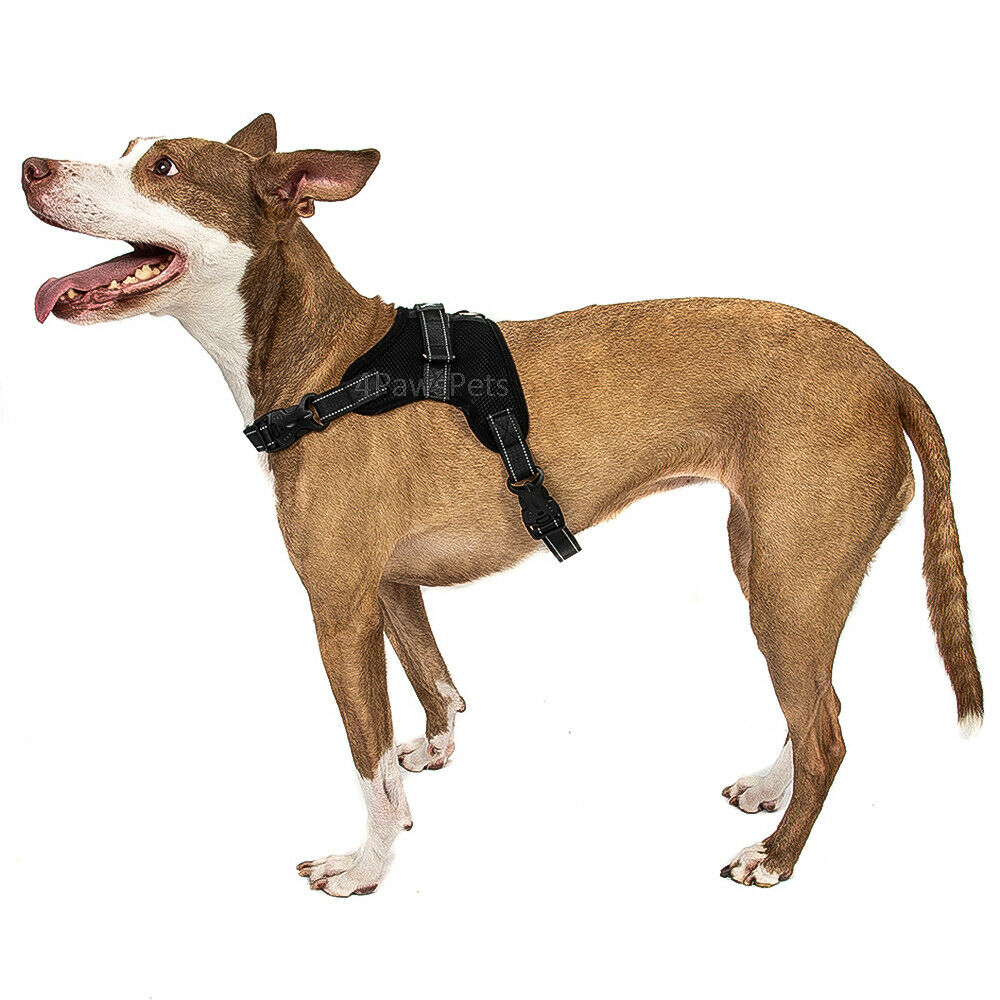 Pet Leashes - Dog Harness - No Pull Adjustable Reflective Vest - XS S M L XXl -